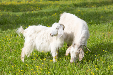 Obraz premium Goats grazing in the pasture