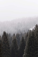 morning mountain foggy landscape with conifer wood forest