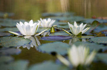 Fine white water-lilies with leaves on the lake in the wild natu