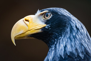 Closeup portrait of a stellers sea eagle