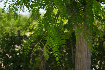 Árbol Verde