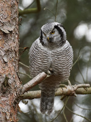 Northern hawk-owl (Surnia ulula)