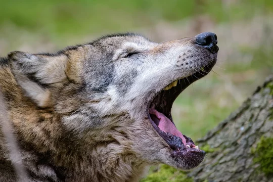 European wolf yawning and stretching after waking up Stock Photo | Adobe  Stock