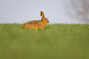 European hares in a field