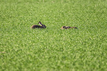 European hares in a field