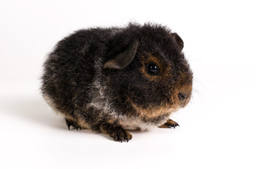 Guinea Pig 
