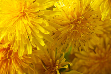 White dandelion on blue