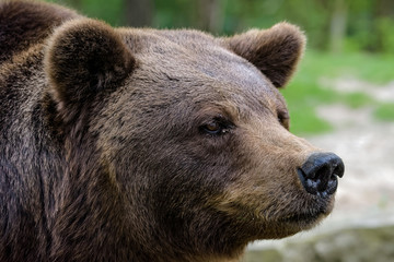 Fototapeta na wymiar Closeup of an european brown bear