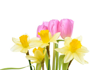 Tulpen und Osterglocken isoliert vor weißem Hintergrund mit Textfreiraum