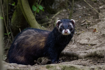 Dark ferret standing in front of its den
