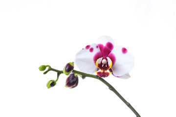 Fototapeta na wymiar Weiße Orchidee mit lila Flecken isoliert auf weißem Hintergrund