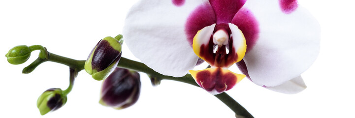 Weiße Orchidee mit lila Flecken isoliert - Banner