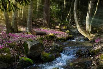 blooming spring forest  Mountain stream and spring flowers © Konstiantyn