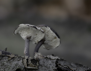 mushrooms