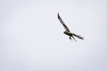 Northern harrier flying
