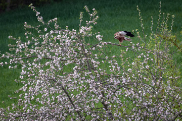 Northern harrier flying