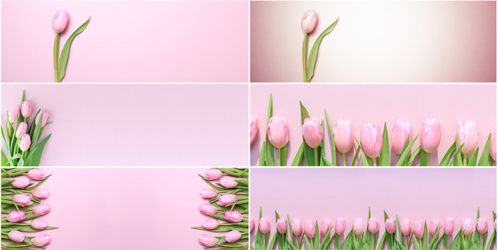 Collage of horizontal banner pink tulips photos on the pink background. Flat lay, top view.  Valentines, spring and mother's day background