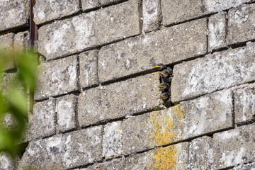 Starling with its young in their nest in a wall