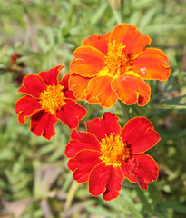 Three orange flowers of signet marigold or Tagetes tenuifolia