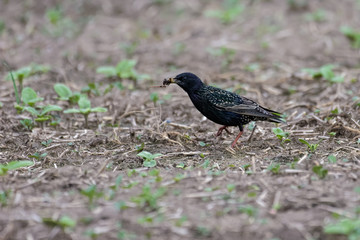 by Thorsten Spoerlein (www.thorstenspoerlein.com)