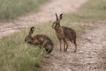 Naklejka premium European hares in a field