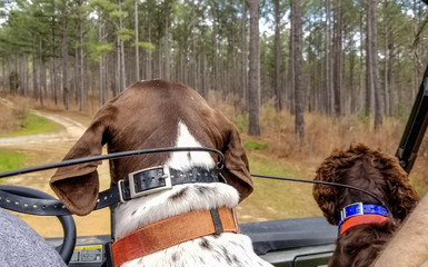 Hunting dogs outdoors playing © BradleyWarren