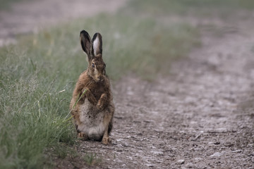 European hares in a field