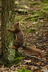 Red Squirrel climbing up a tree