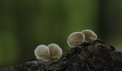 mushrooms
