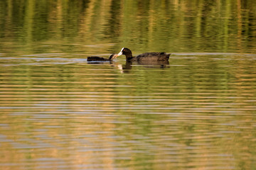 Female coot feeding its young