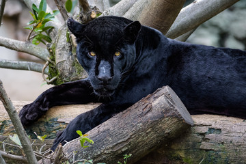 Black jaguar laying on a log © Thorsten Spoerlein