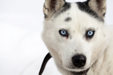 Obraz premium Husky portrait