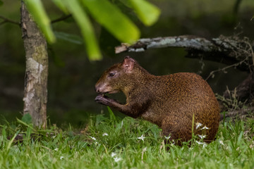 Agouti eating in Tikal, Guatemala