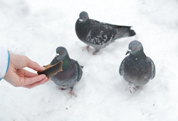 A woman feeds pigeons with bread