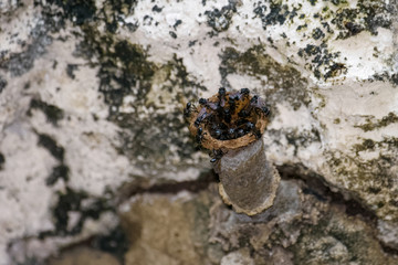 Bees emerging from their nest in a mayan temple in Tikal, Guatemala