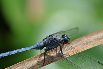 Blaue Libelle