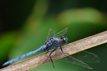 Blaue Libelle