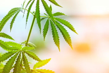 Hemp leaves, cannabis on blurred background. Thematic photo hemp and marijuana drug