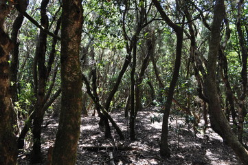 Lorbeerwald Teneriffa