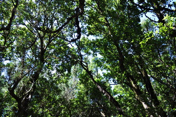 Fototapeta premium Lorbeerwald Teneriffa