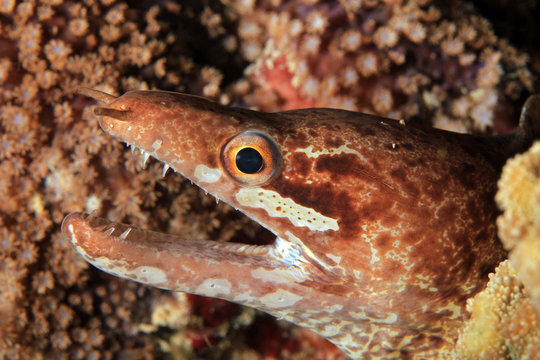 Close-up of a Barred-fin Moray (aka Bartail Moray, Gymnothorax zonipectis). Moalboal, Philippines