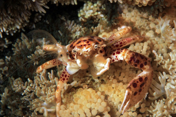 Oshimai Porcelain Crab (aka Anemone Porcelain Crab, Neopetrolisthes oshimai) Filtering the Water for Food. Moalboal, Philippines