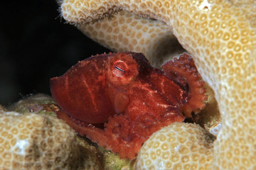 Star-sucker Pygmy Octopus (aka Wolfs Pygmy Octopus - Octopus wolfi) in a Coral. Moalboal,...