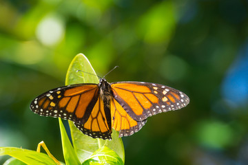 USA, Florida, Beautiful orange monarch butterfly sitting on a green leaf