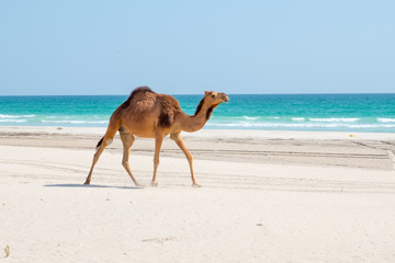 Sultanate of Oman,  Camels 