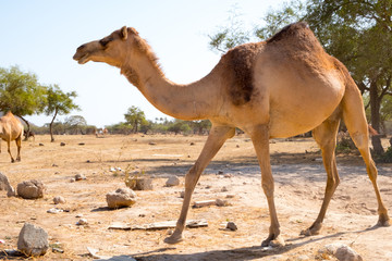 Sultanate of Oman,  Camels 