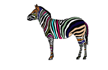 Graphical color zebra isolated on white background,vector illustration