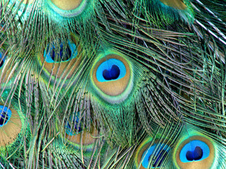 Peacock feathers.