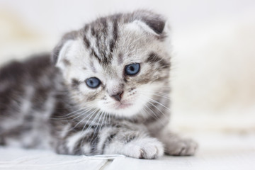Fototapeta na wymiar adorable little grey kitten laying down on the white floor.