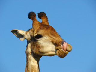 Giraffe on blue sky